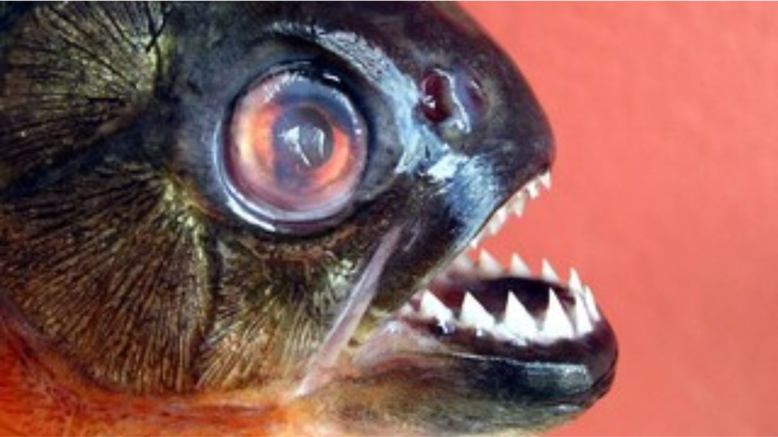 Jô, ex-jogador do Corinthians, é preso no Aeroporto de Guarulhos