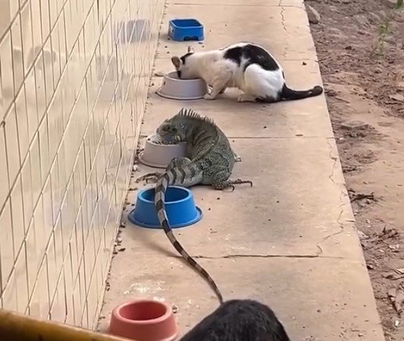 Iguana se alimenta ao lado de gatos e surpreende no campus da UFPI em Teresina