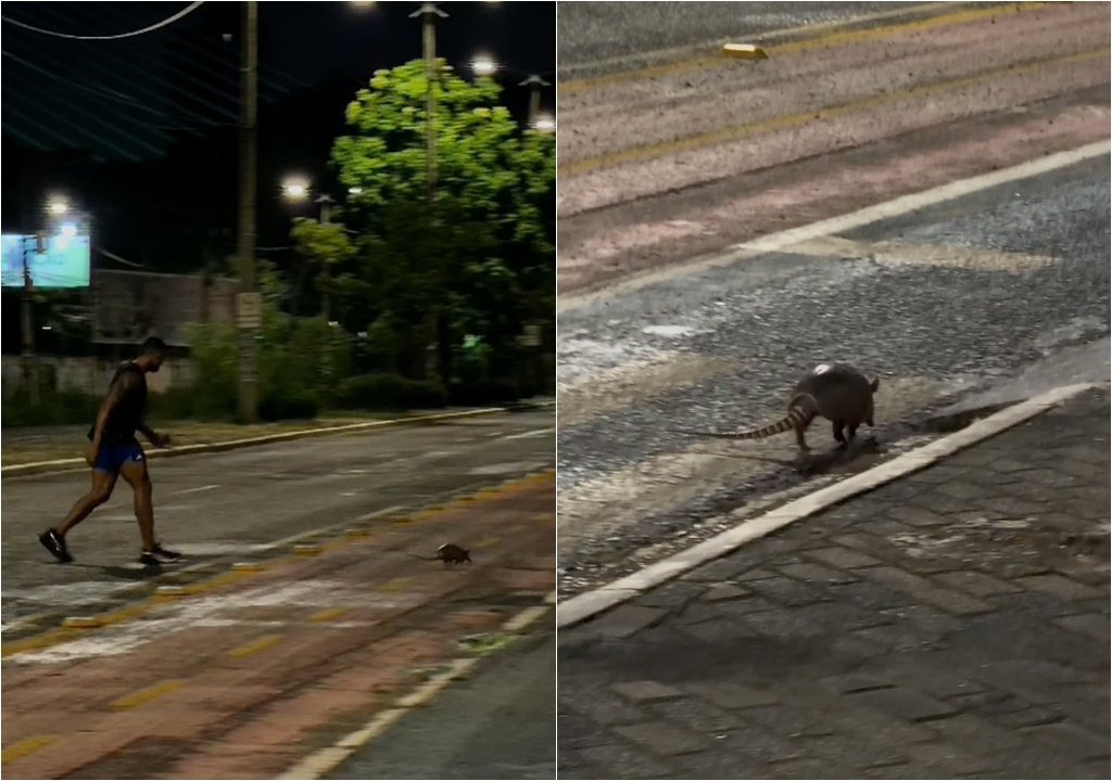 Corredores salvam tatu em Teresina durante treino na madrugada