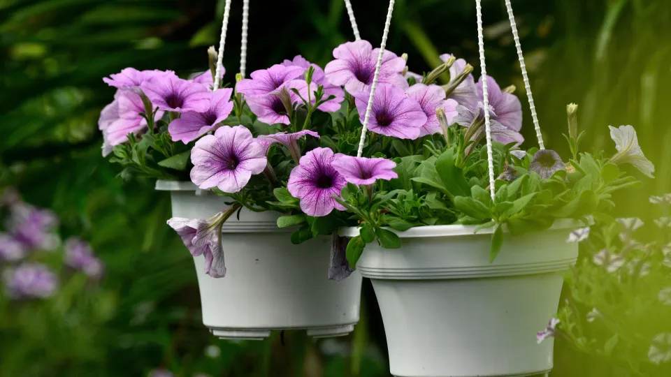 Cinco dicas para fazer suas plantas florescerem mais