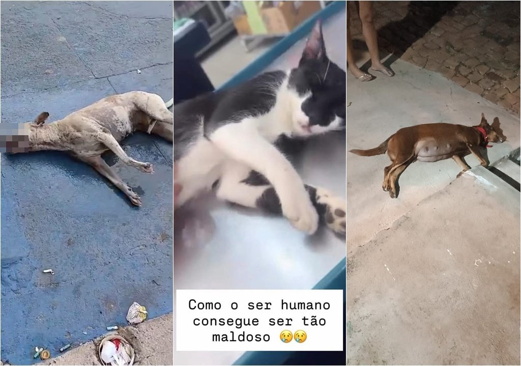 Santa Cruz do Piauí registra mortes de animais com suspeita de envenenamento