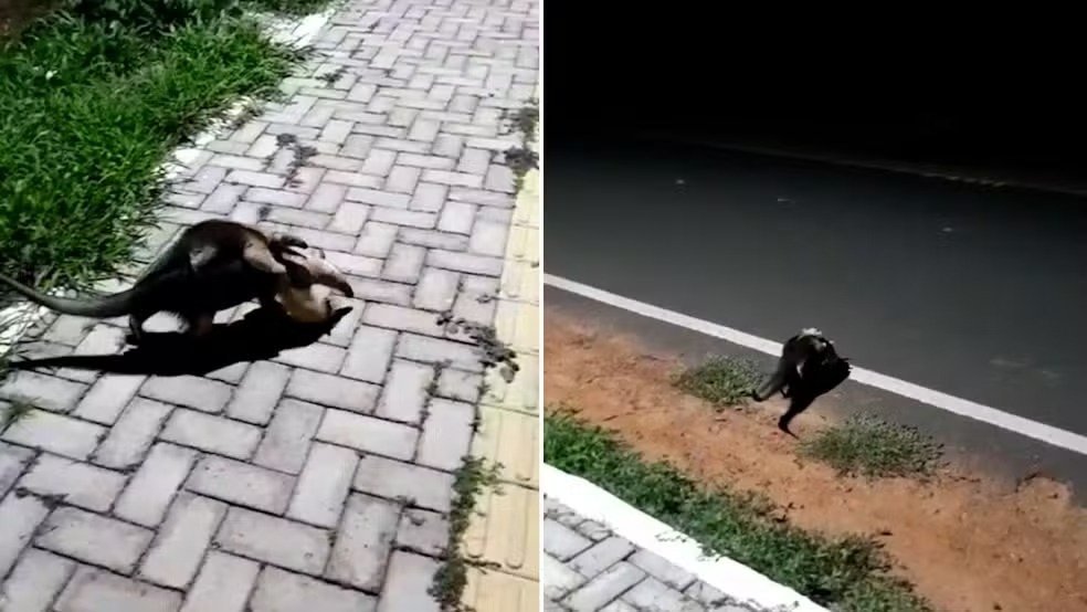 Filhote de tamanduá atravessa rodovia nas costas da mãe no Piauí