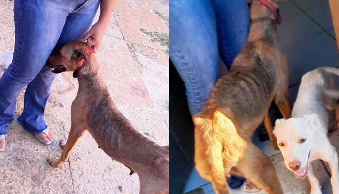 Cadela e filhotes são resgatados após abandono em Teresina