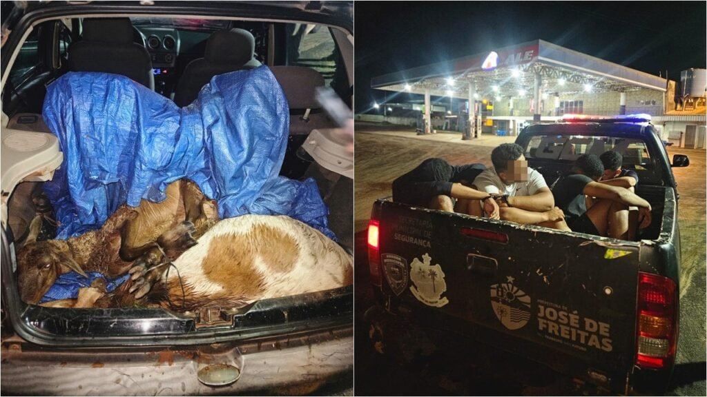 Quatro homens são detidos por furto de bodes na zona rural de José de Freitas