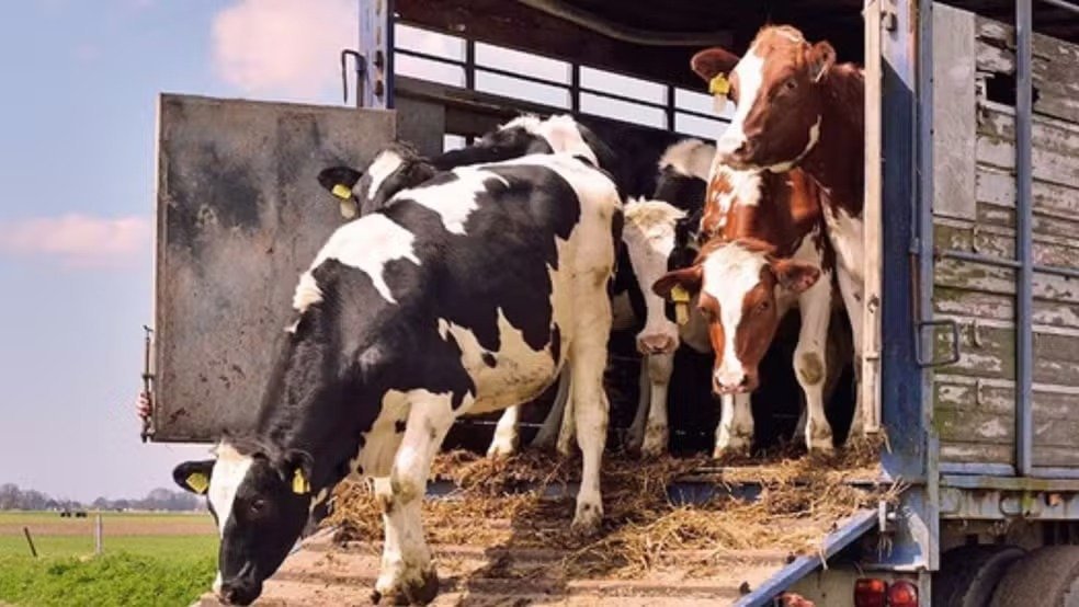 PRF apreende 45 bois por transporte irregular na Br-316