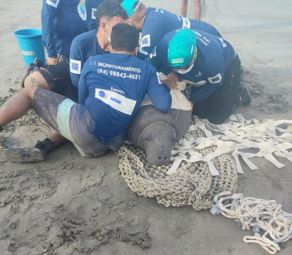 Peixe-boi fêmea é resgatada em Luís Correia após monitoramento no Rio Grande do Norte