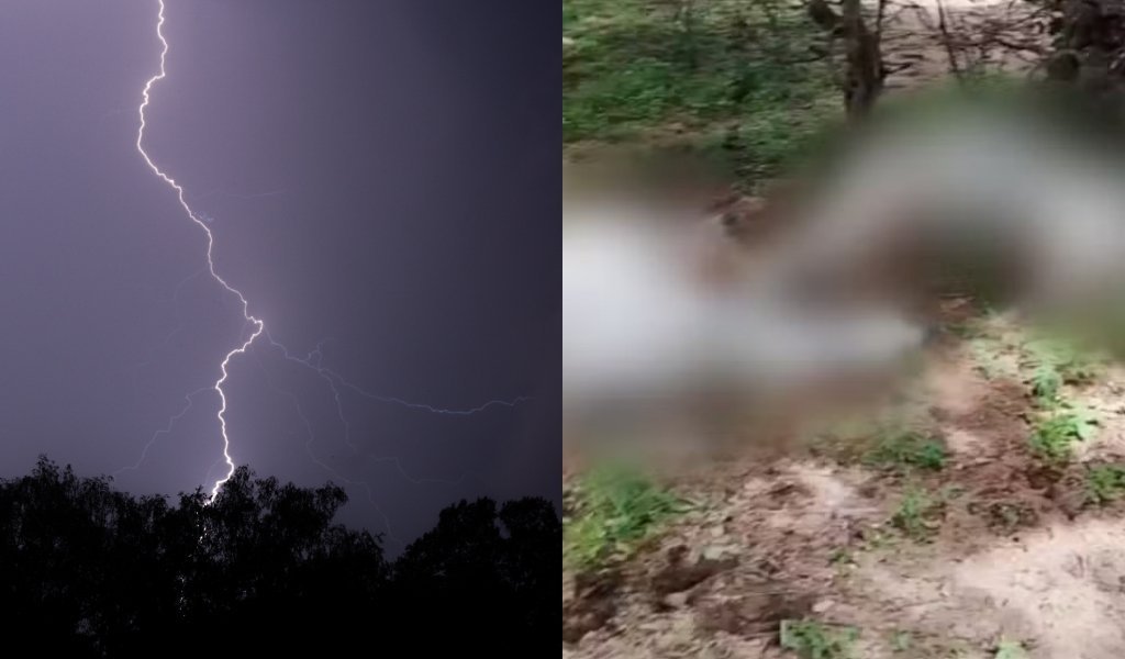 Raio causa a morte de oito bovinos e prejuízo de R$ 25 mil em Jaicós