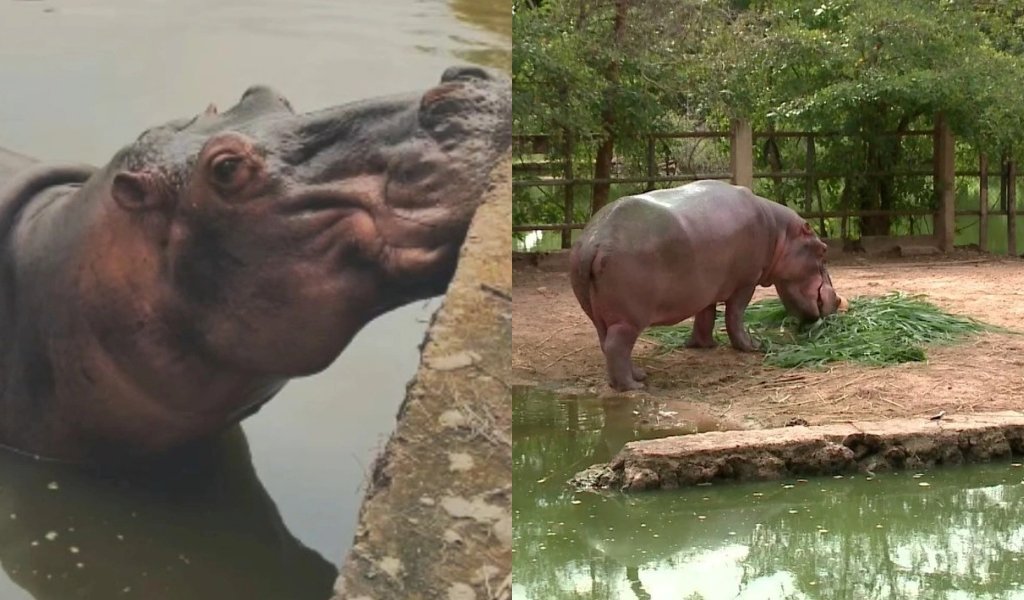 Morre Potinha, hipopótamo do Zoobotânico de Teresina, aos 35 anos