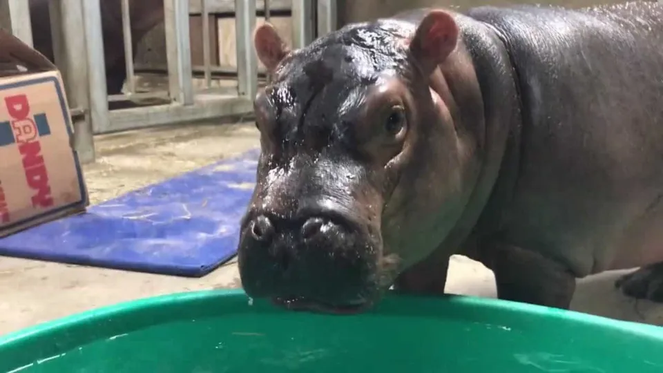 Filho de bilionário indiano propõe acolher hipopótamos de Pablo Escobar