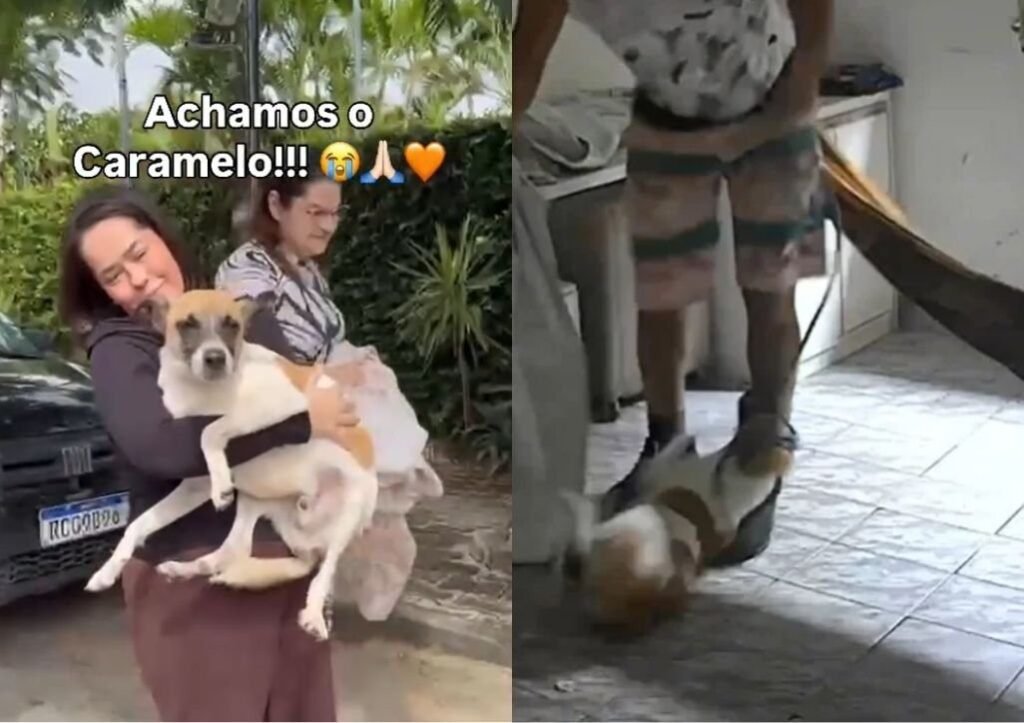 Cachorro Caramelo é resgatado após abandono e agressões em Teresina