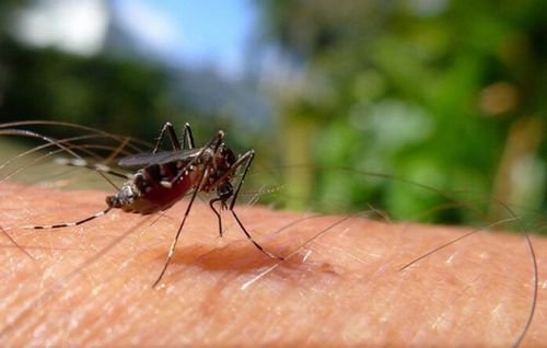Aumento de 240% nos casos de dengue em Simplício Mendes acende alerta