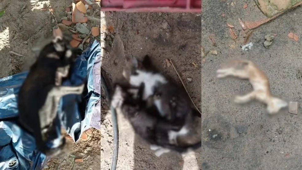 Tragédia em Parnaíba: 32 animais morrem por envenenamento em abril