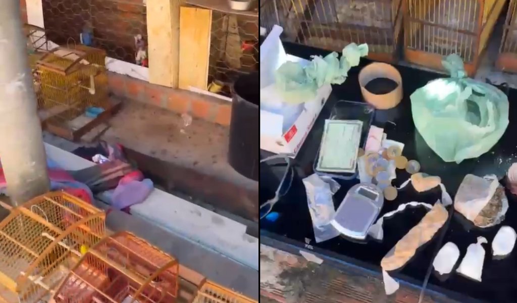 Polícia resgata galos de rinha e aves silvestres em Regeneração; duas prisões efetuadas