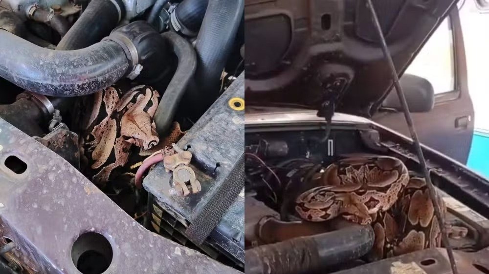 Jiboia de quase 2 metros é resgatada de motor de carro em Pedro II