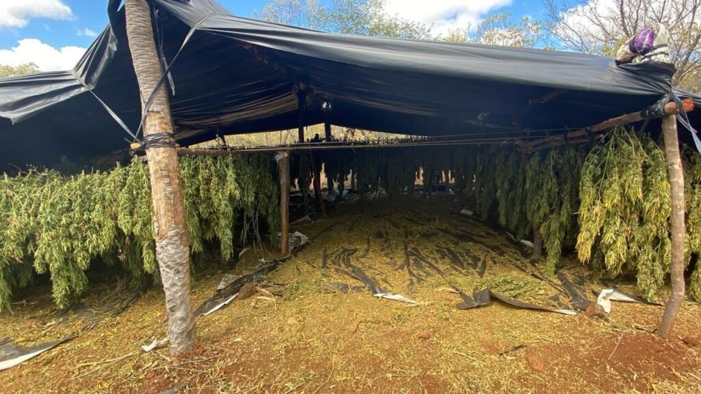 Polícia Federal desmantela plantação de maconha com energia solar no Piauí