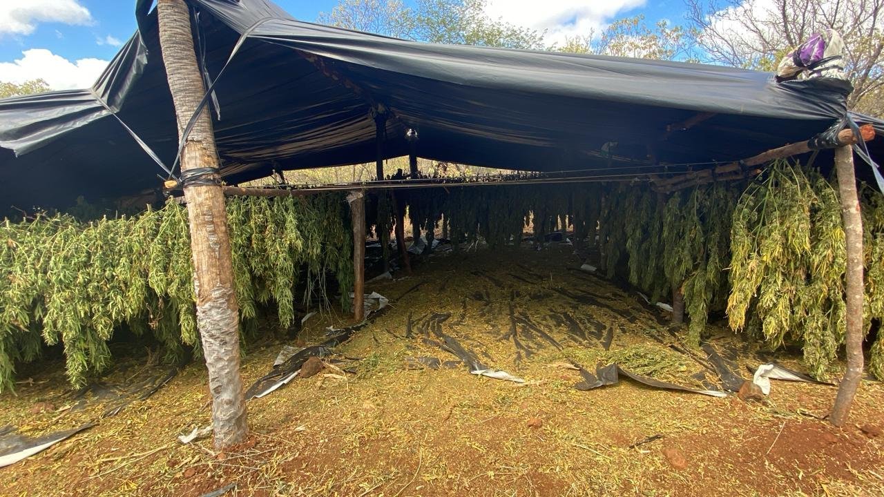 Polícia Federal desmantela plantação de maconha com energia solar no Piauí