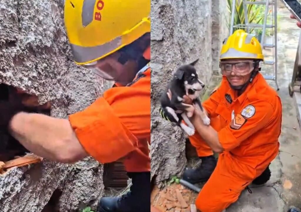 Filhote de cachorro é resgatado por bombeiros após ficar preso em Parnaíba