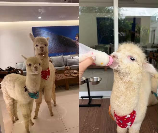 Alpacas são criadas em condomínio de Teresina com cuidados especiais
