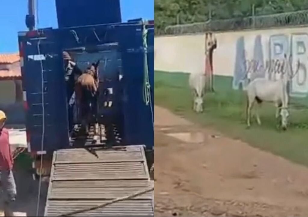 PRF realiza operação e recolhe 41 animais soltos em Luís Correia