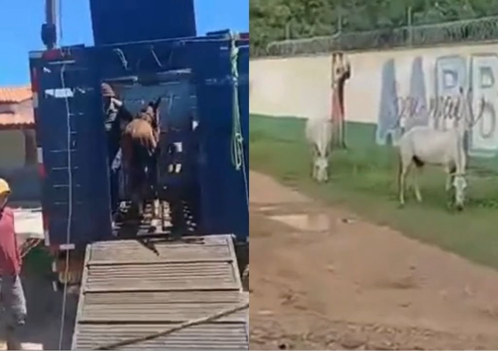 PRF realiza operação e recolhe 41 animais soltos em Luís Correia