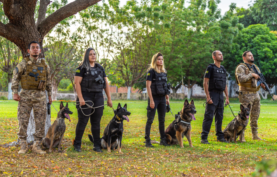 Cães farejadores são treinados para localizar desaparecidos no Piauí