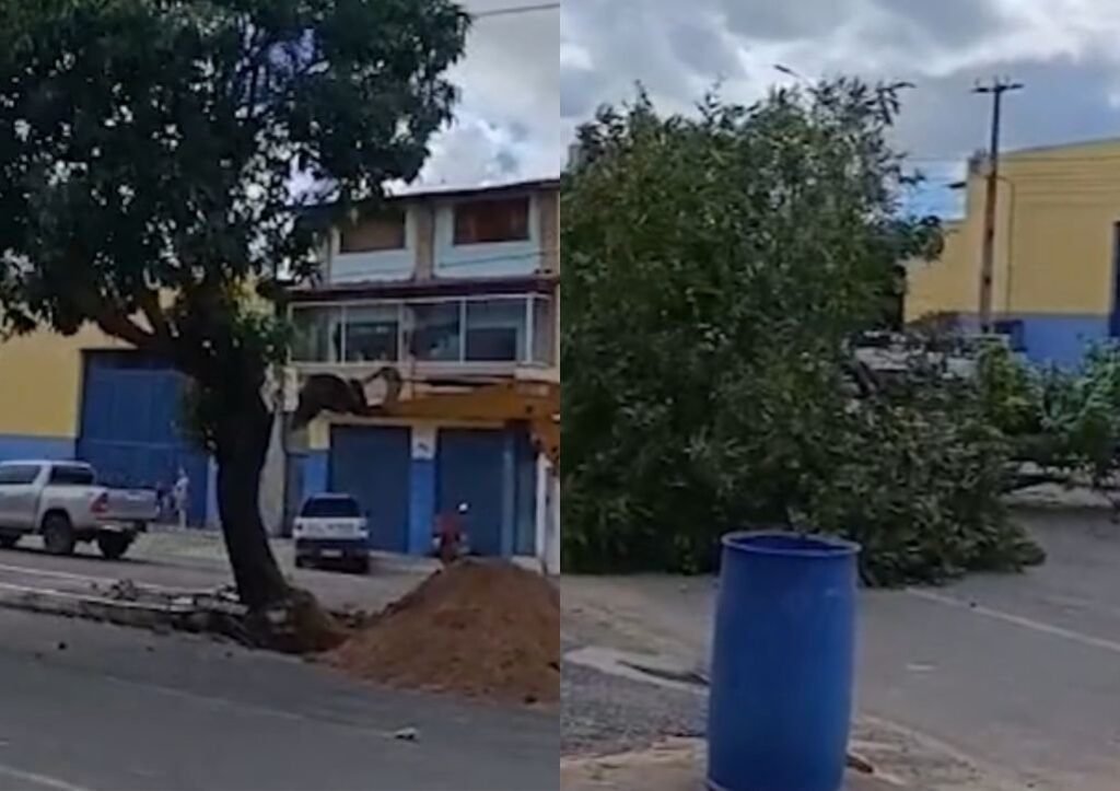 Obras em Parnaíba geram polêmica pela retirada de árvores em canteiros centrais