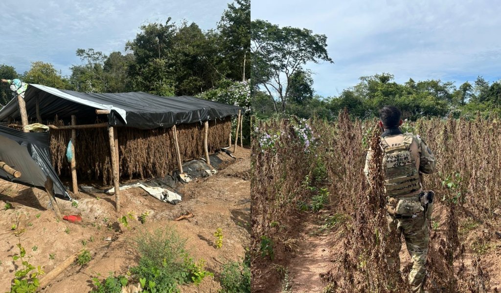 Polícia Federal atua contra plantação de maconha em Juazeiro do Piauí
