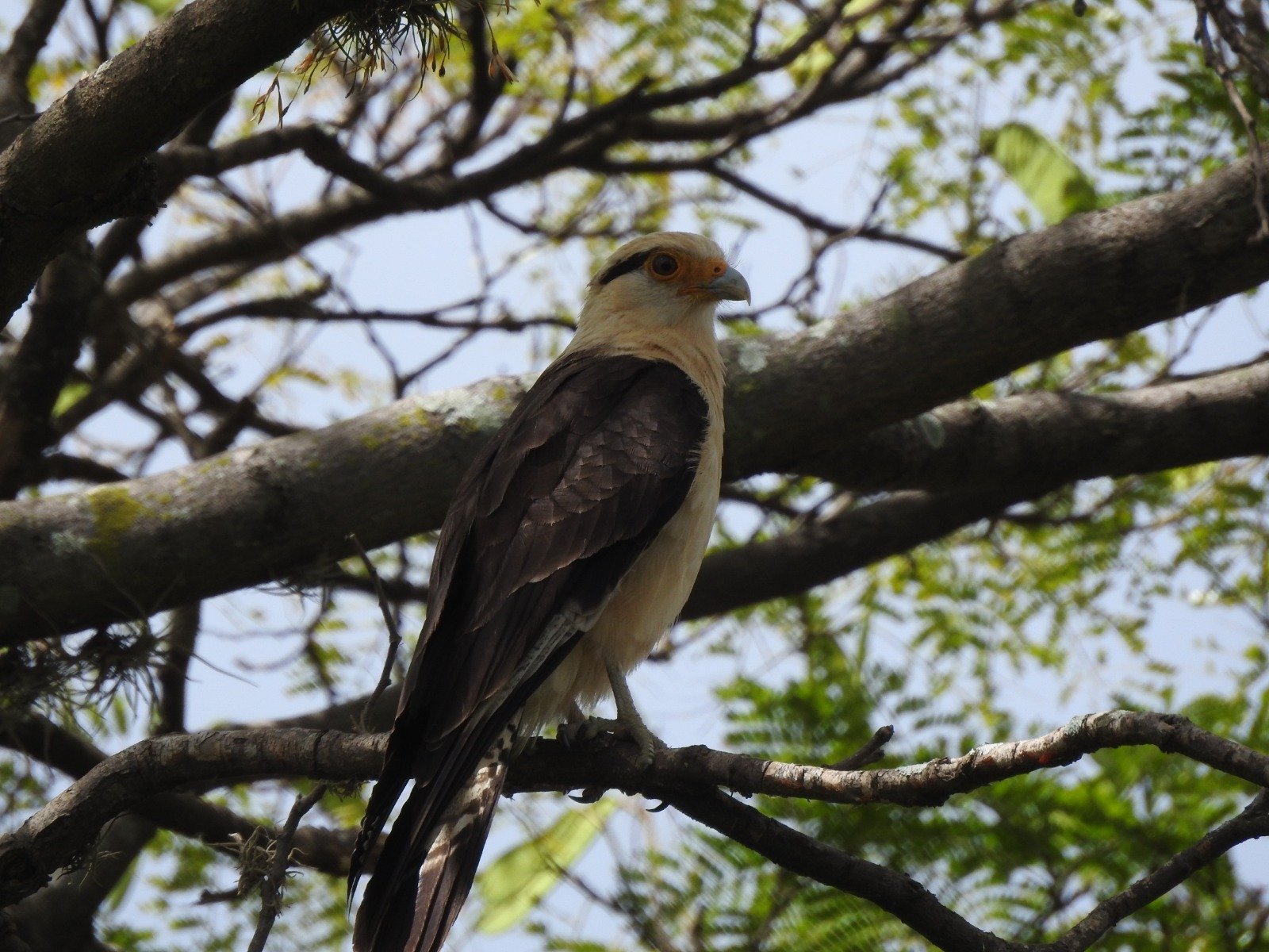 Estudo revela 115 espécies de aves em Teresina e destaca importância das áreas verdes
