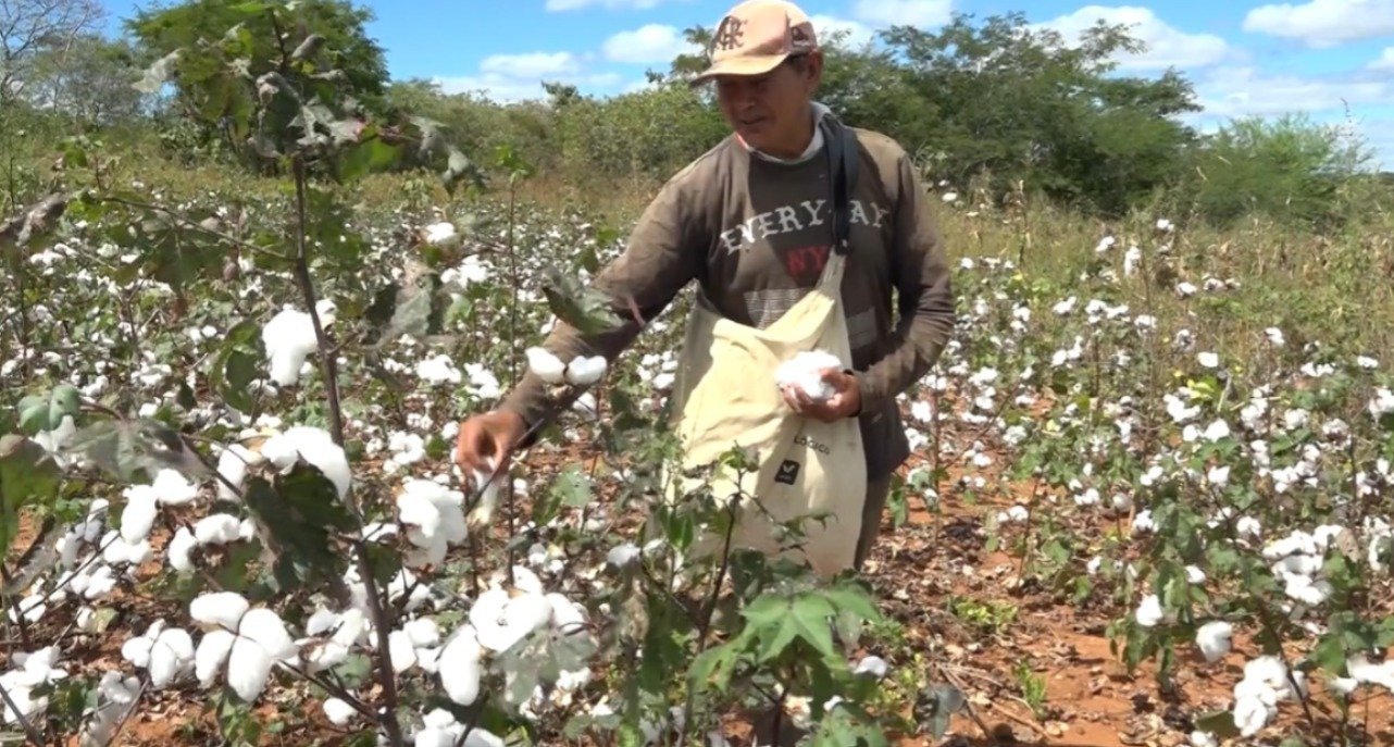 Algodão agroecológico transforma vidas no Sul do Piauí com práticas sustentáveis