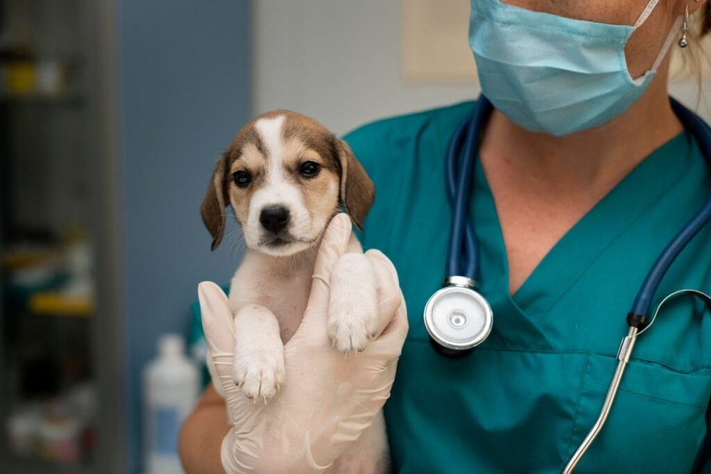 Castramóvel oferece vagas para médico e auxiliar veterinário no Piauí com salários de até R$ 5,6 mil