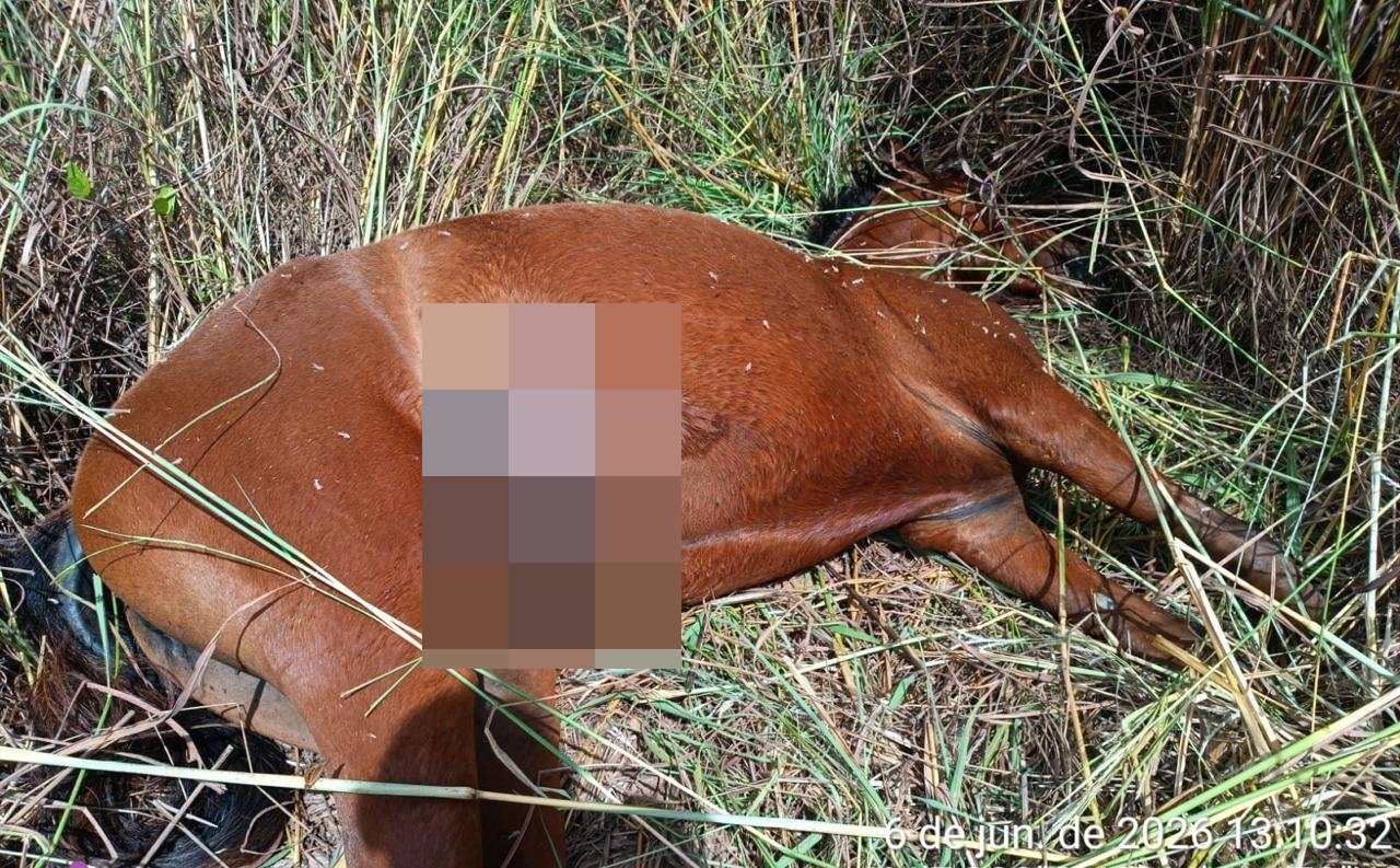 Polícia investiga morte de égua com sinais de violência em Angical do Piauí