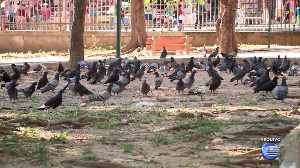 Pombos em Teresina: riscos à saúde e desafios para a população