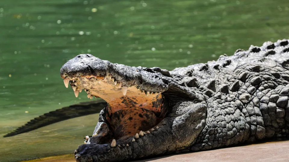 Homem é preso por tentativa de homicídio após jogar criança em habitat de crocodilos