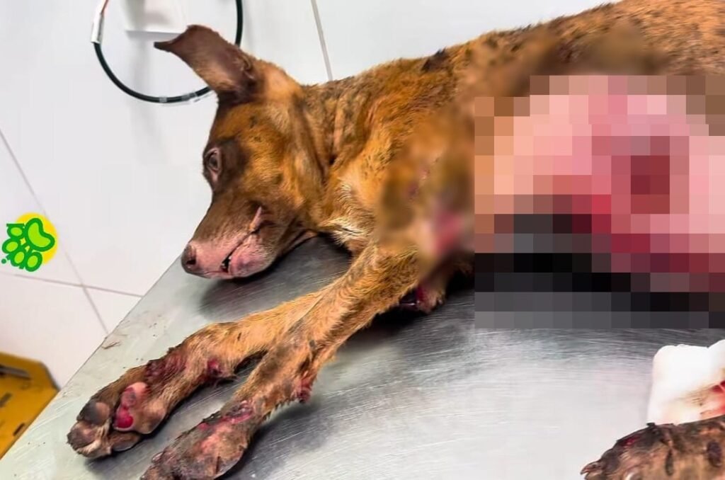 Cachorro arrastado por carro em Teresina se recupera após resgate