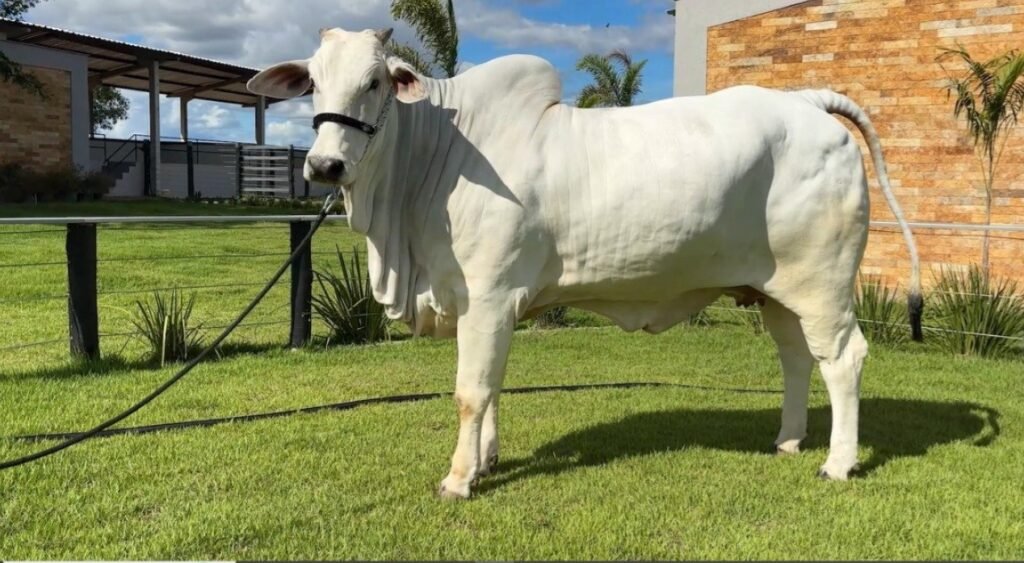Piauí se destaca na criação de gado Nelore e avança na pecuária nacional
