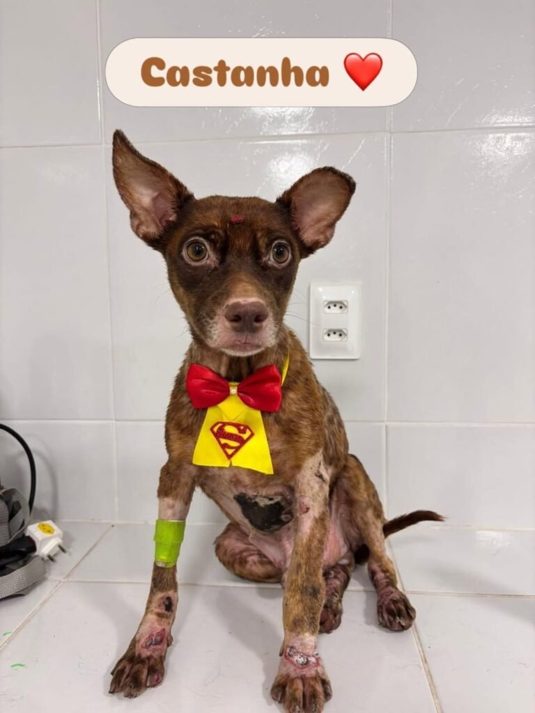 Cão Castanha enfrenta cirurgia e estado grave após ser arrastado em Teresina