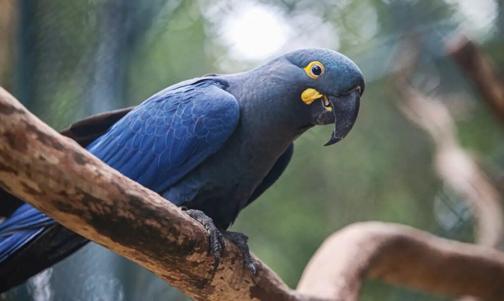 Brasil atualiza lista de espécies ameaçadas com quase 800 animais em risco de extinção