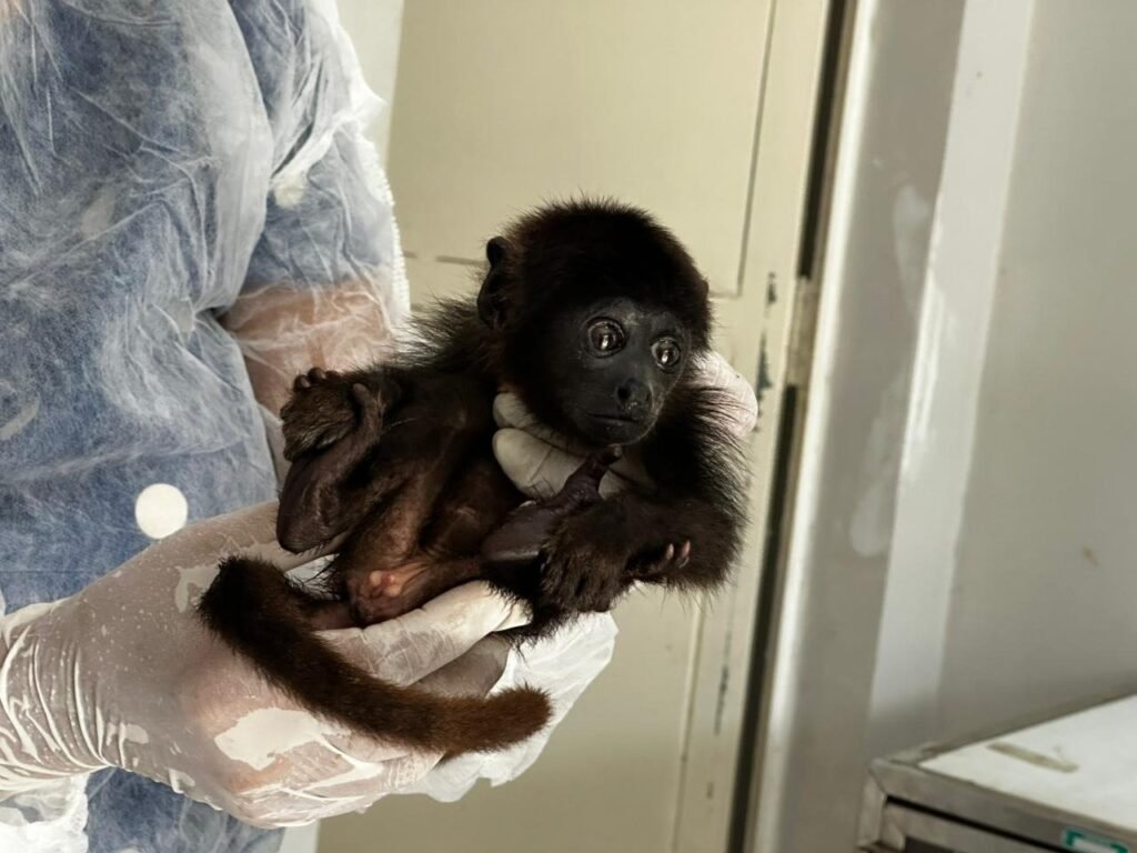 Filhote de macaco bugio resgatado em Barras passa por recuperação no Cetas