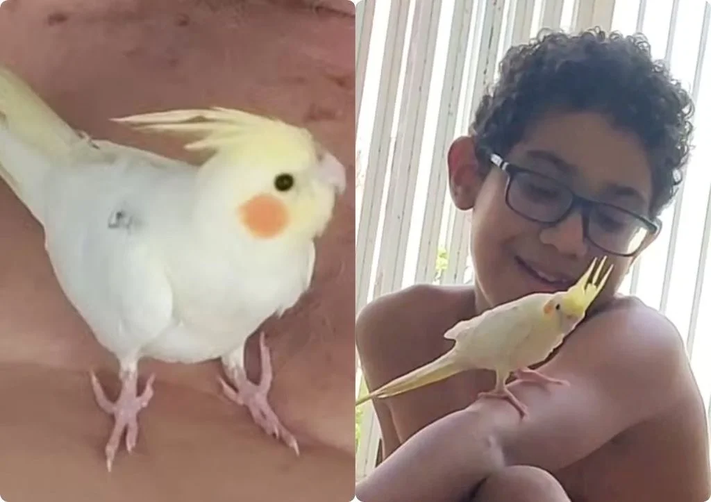 Família busca calopsita desaparecida que faz parte da rotina de criança autista em Teresina