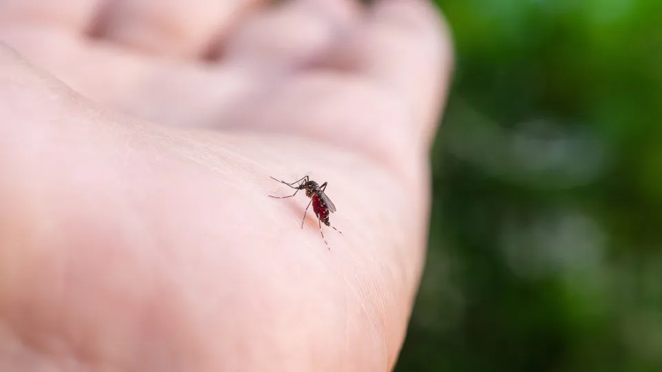 Fatores que atraem mosquitos: saiba como se proteger