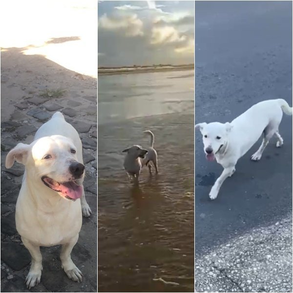 Cachorro desaparece após fogos em gol do Brasil; tutora oferece recompensa