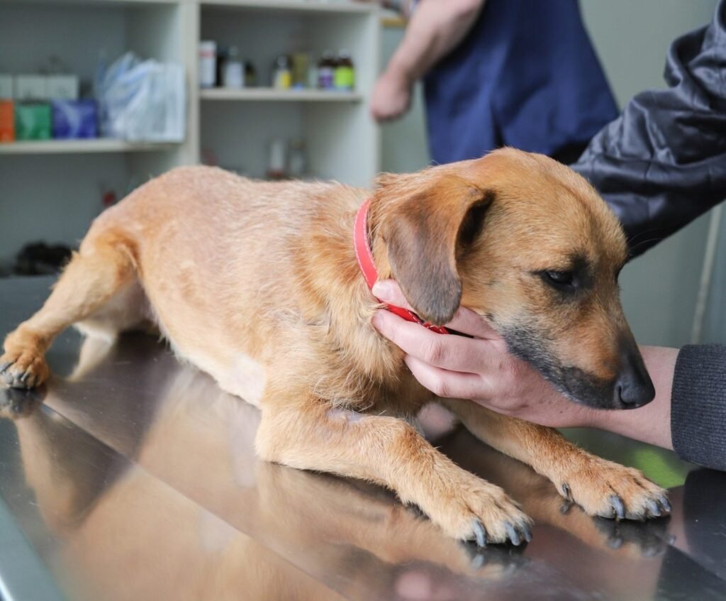 Piauí aprova lei que proíbe acorrentamento permanente de cães e gatos