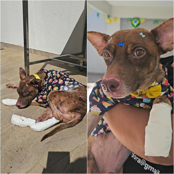 Cão Castanha recebe alta após resgate e inicia nova fase de recuperação em Teresina