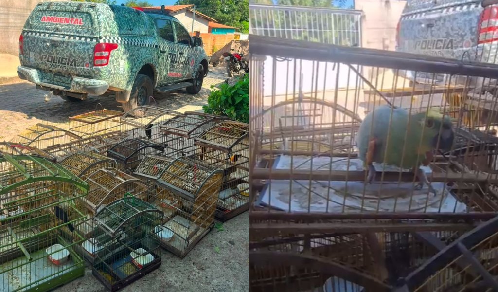 Polícia Ambiental resgata 16 aves silvestres em cativeiro irregular na zona rural de Teresina