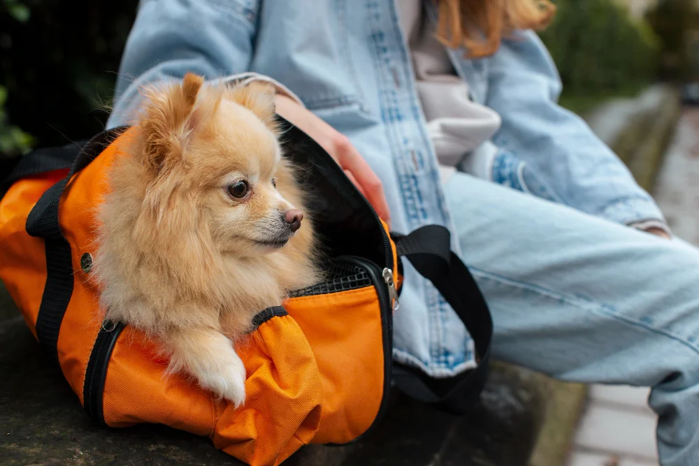 Cuidados essenciais com vacinas e vermífugos antes de viajar com seu pet