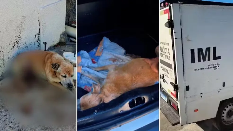Cão Aurélio morre após resgate em Teresina; tutor é autuado por maus-tratos