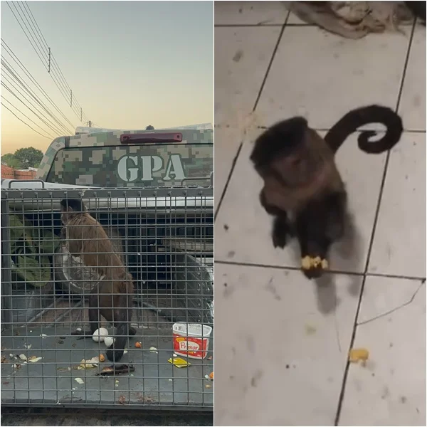 Macaco-prego invade casas em Teresina e é resgatado pela Guarda Municipal