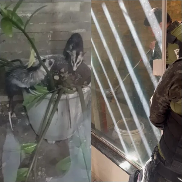 Mucuras são resgatadas após invadirem residência em Teresina