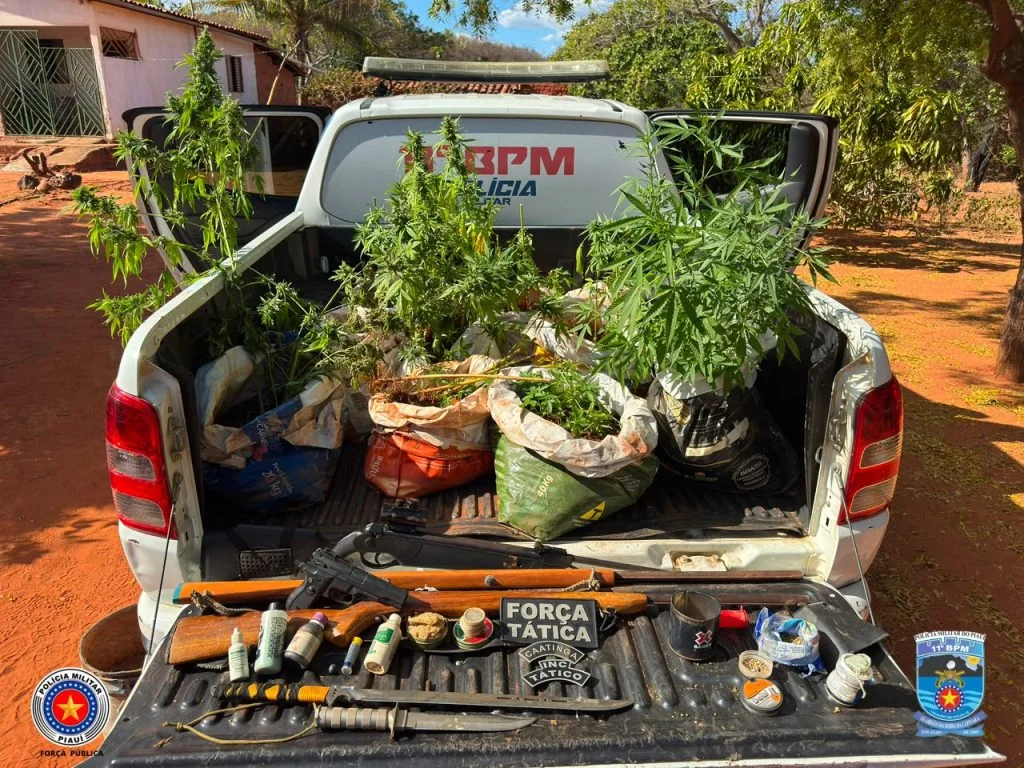 Polícia apreende 77 mudas de maconha e armas em operação no Sul do Piauí