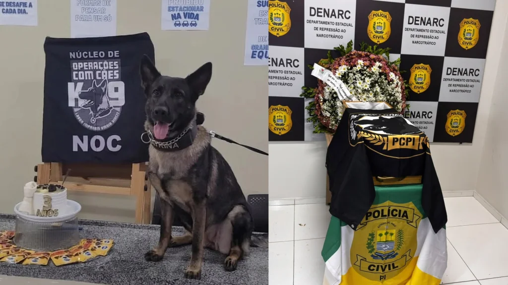 Morre K9 Catrina, primeira cadela policial do Piauí, aos seis anos